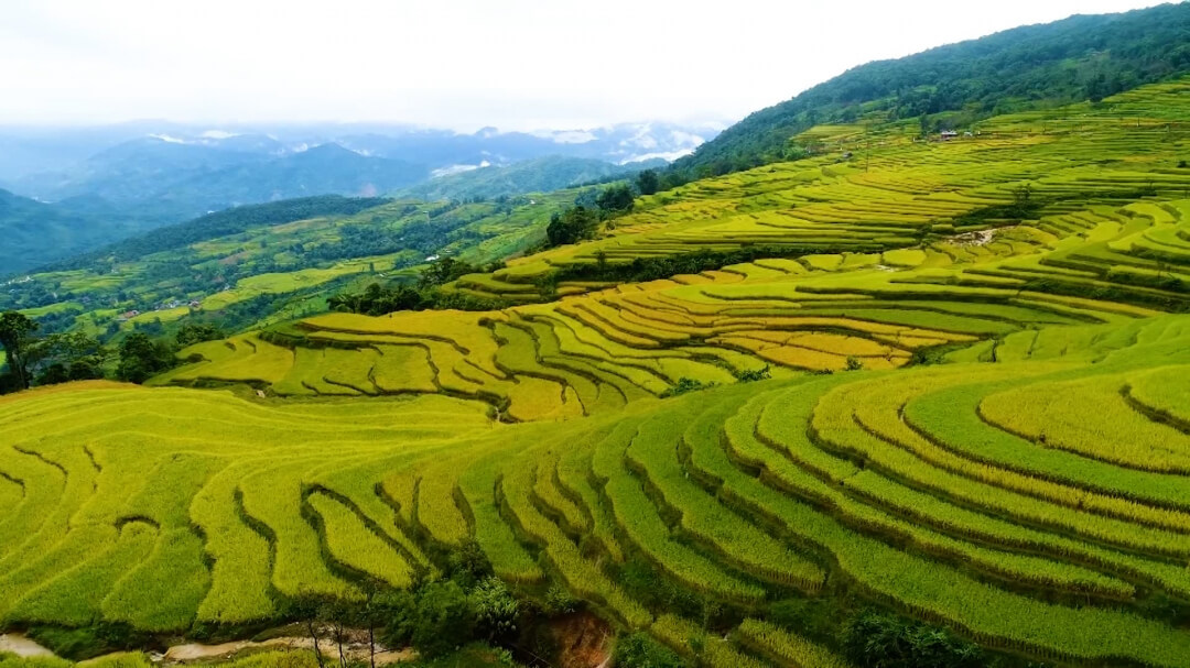 Rice terraces in Hong Thai village - Na Hang